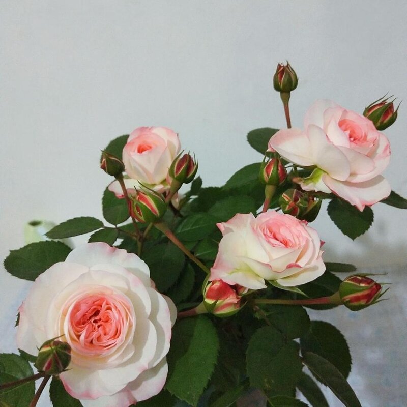 可爱多多少钱（解析可爱多基本信息）(1)