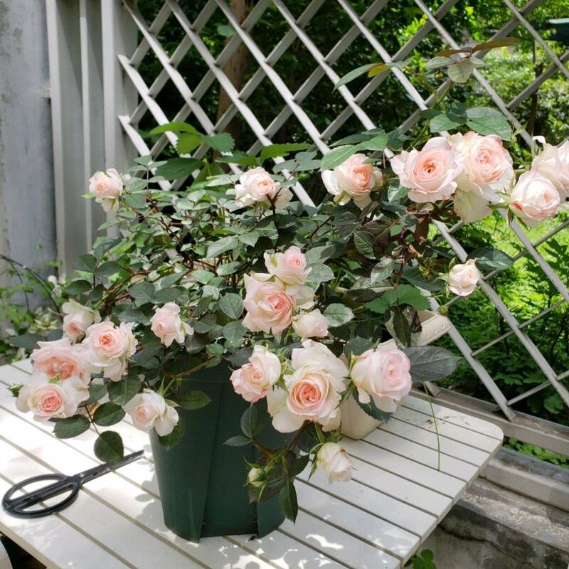 可爱多多少钱（解析可爱多基本信息）(2)