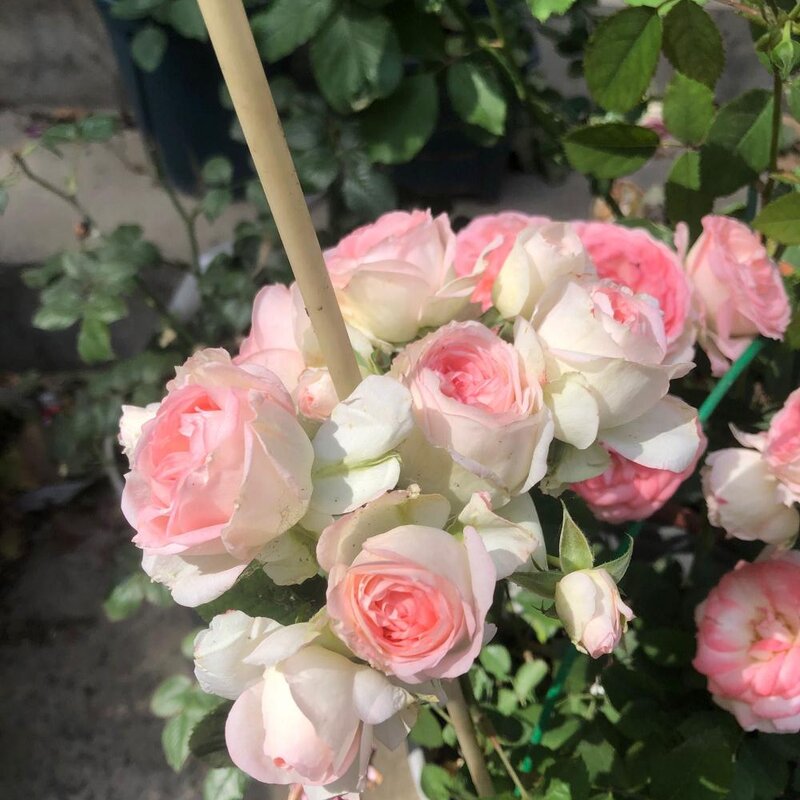 可爱多多少钱（解析可爱多基本信息）(3)