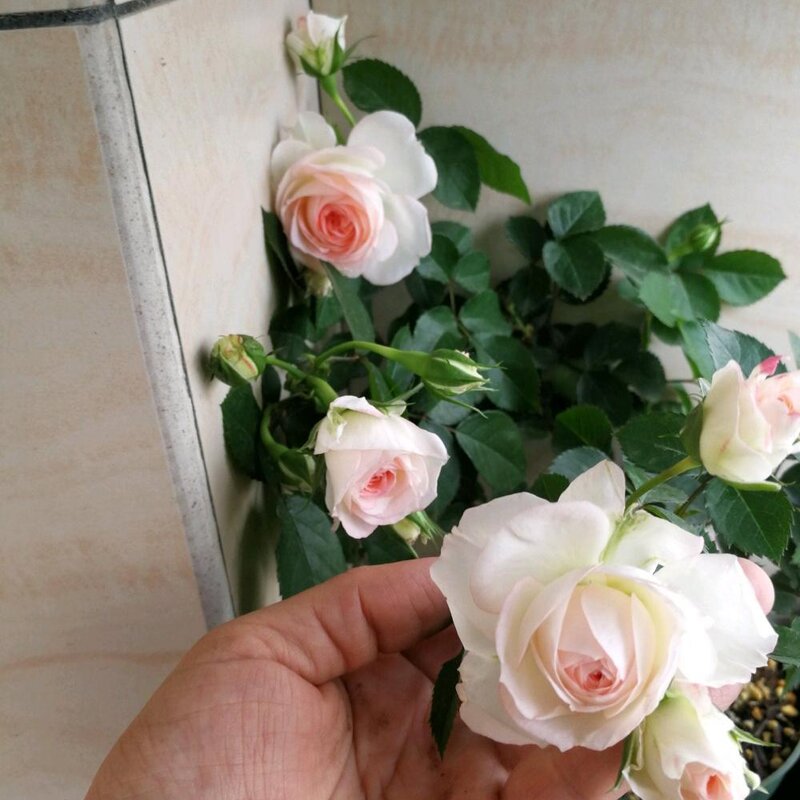 可爱多多少钱（解析可爱多基本信息）(7)