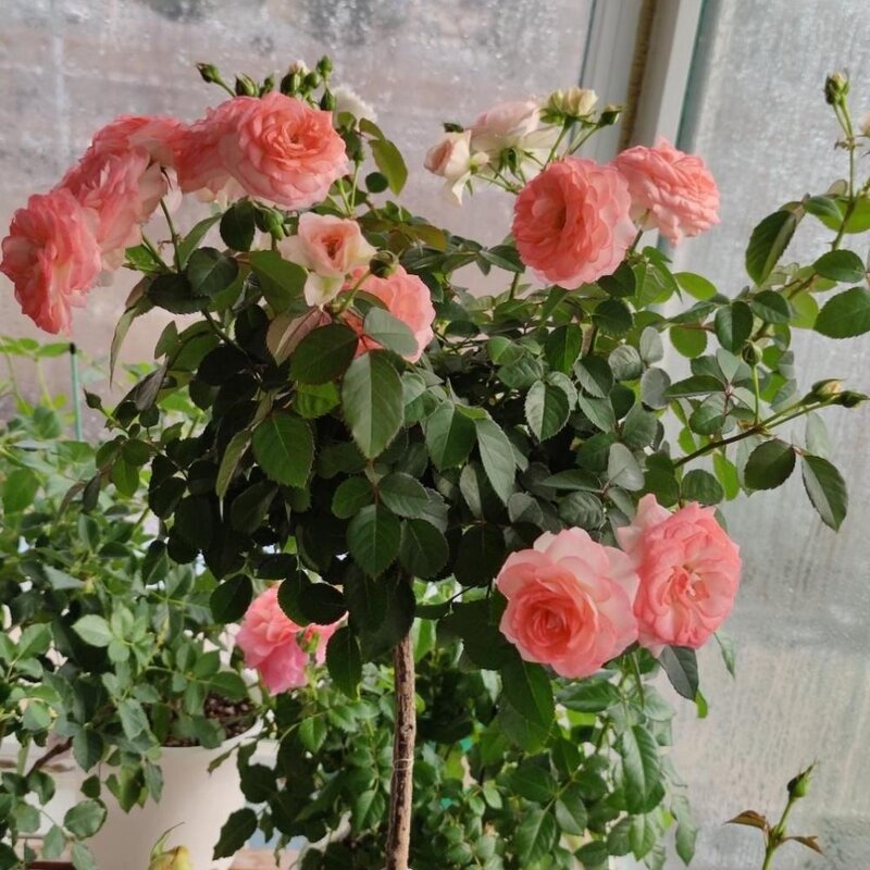 可爱多多少钱（解析可爱多基本信息）(8)