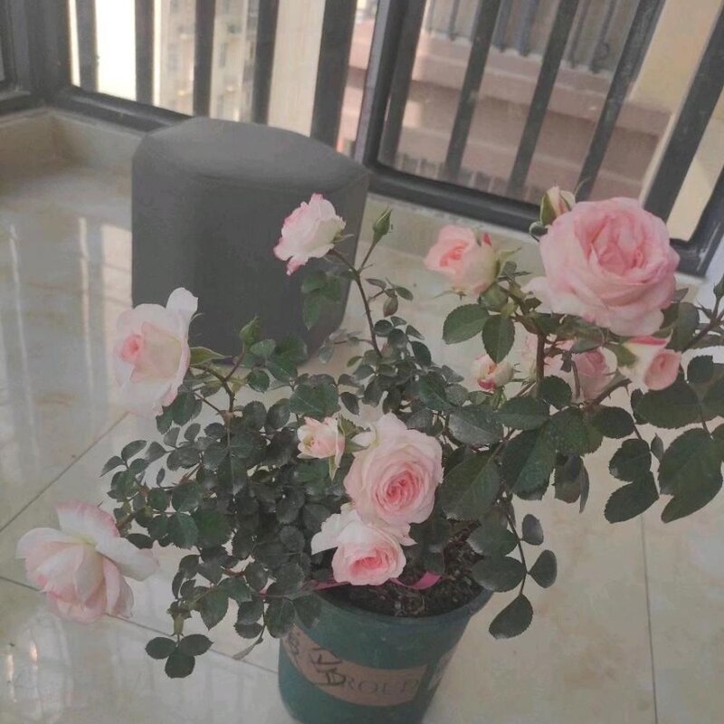 可爱多多少钱（解析可爱多基本信息）(9)